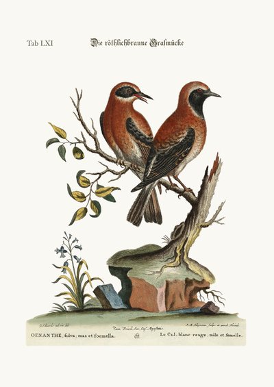 The red or russet-coloured Wheat-Ear by George Edwards